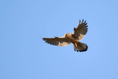 Uçan pustulka 'da yırtıcı kuş