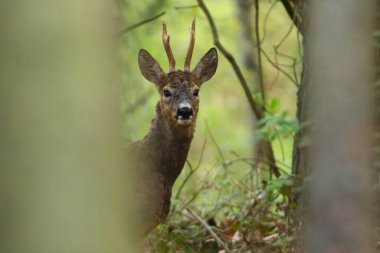 Avrasya Roe Geyiği ve Keçi Sarna Koziol