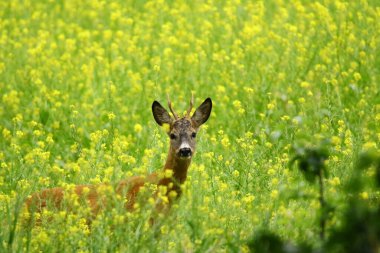 Avrasya Roe Geyiği ve Keçi Sarna Koziol