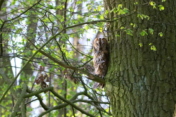 Kauernde Eule Wald — Stockfoto