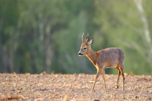 Eurasian Roe Deer Goat Sarna Koziol — Stock Photo, Image