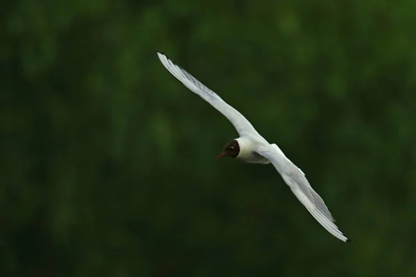 Oiseau Pataugeant Sur Eau Mewa Smieszka Locie — Photo