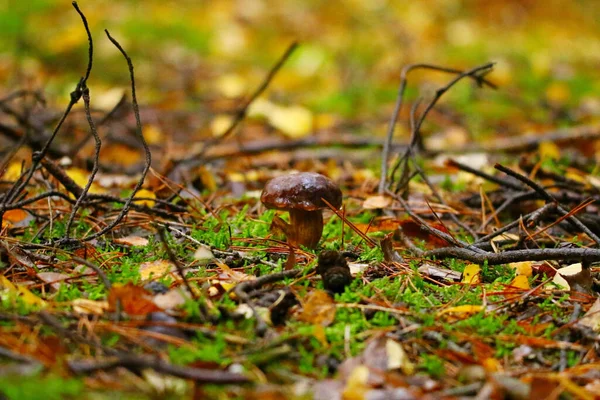 Paddenstoelen Herfst Schatten Van Het Bos Grzyby — Stockfoto