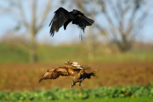 Bird Prey Flight Myszolow Kruk — Stockfoto