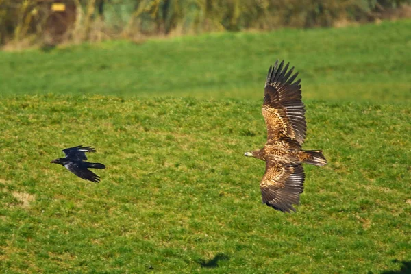 Bird Prey Flight Orzel Bielik Kruk — Stockfoto