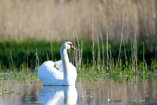 Cygne Muet Grand Bel Oiseau Labedz Niemy — Photo