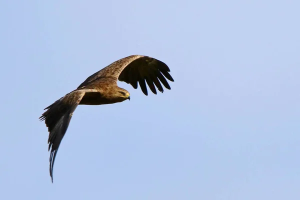 Menor Avistado Águia Buzzard Pássaro Voo Orlik Krzykliwy — Fotografia de Stock