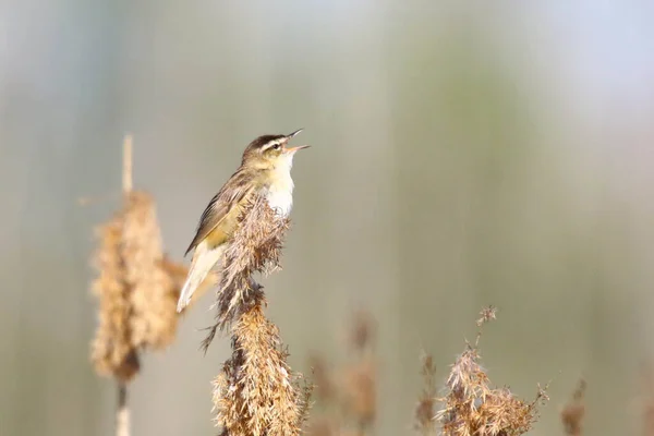 小さな森鳥の肖像 Rokitniczka — ストック写真