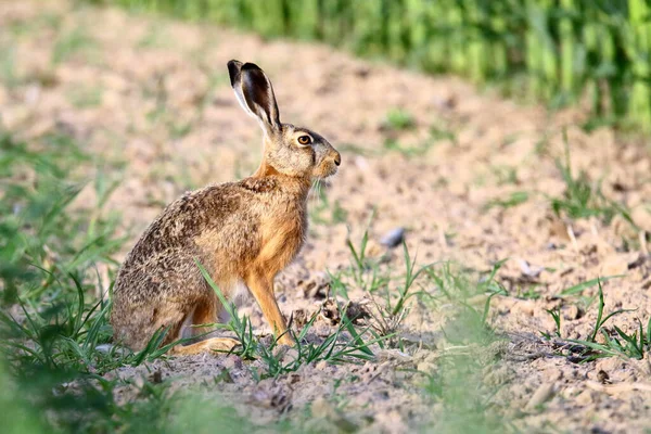 Zajíc Ukrytý Trávě Zajac — Stock fotografie