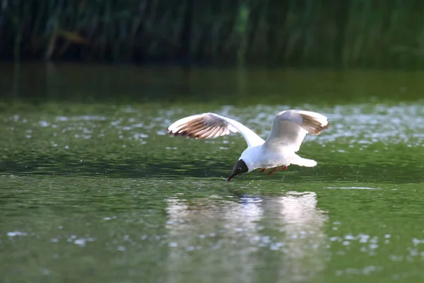 Oiseau Pataugeant Sur Eau Mewa Smieszka — Photo