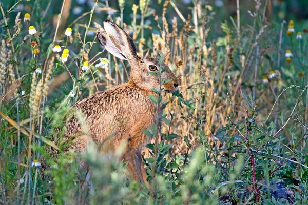 Zajíc Ukrytý Trávě Zajac — Stock fotografie