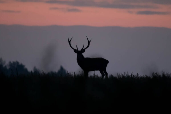 Red deer in the rut rykowisko jelen