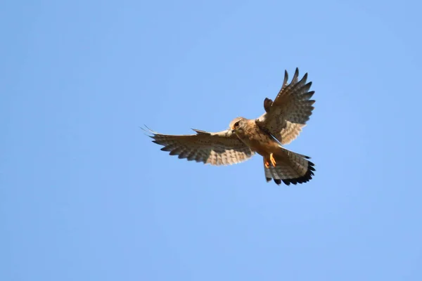 Pájaro Presa Vuelo Pustulka — Foto de Stock