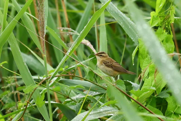 Kleiner Waldvogel Porträt Rokitniczka — Stockfoto