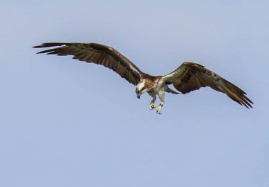 Pandion haliaetus rybolow 'da kuş avı