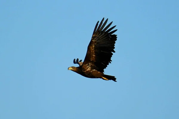 Uccello Rapace Volo Orzel Bielik — Foto Stock