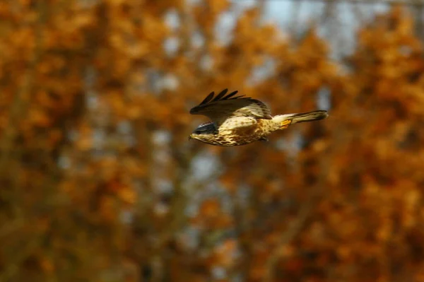 Bird of prey in flight myszolow