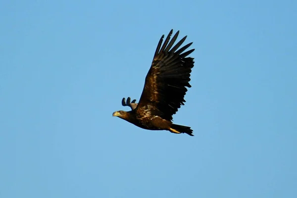 Roofvogel Vlucht Orze Bielik — Stockfoto