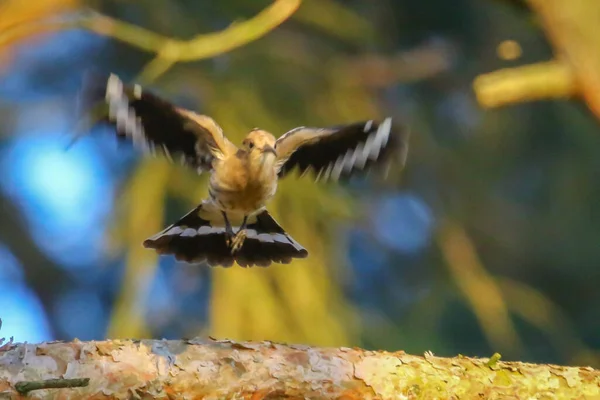 Hoopoe Tas Till Flygning Dudek — Stockfoto