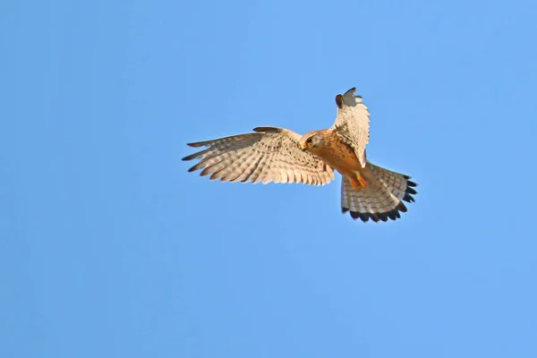 Kestrel Ptaków Locie Falco Tinnunculus Pustulka — Zdjęcie stockowe