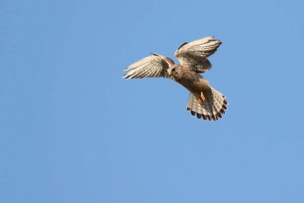 Bird Kestrel Voo Falco Tinnunculus Pustulka — Fotografia de Stock