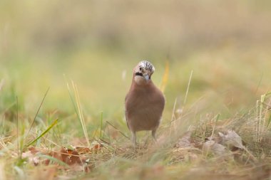 Sojka Zwyczajna Garrulus glandarius