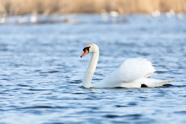 Labedz Niemy Cygnus Olor — Fotografia de Stock