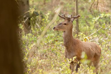 Jelen szlachetny Cervus elaphus