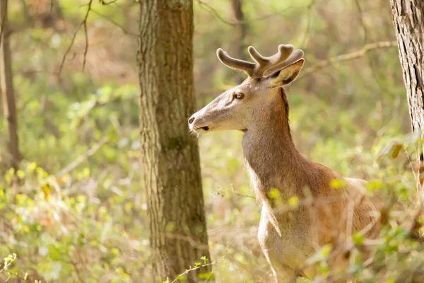 Jelen Szlachetny Cervus Elaphus — 图库照片