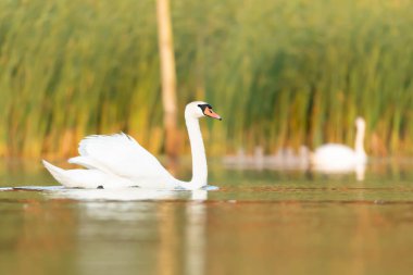 labedz niemy Cygnus olor