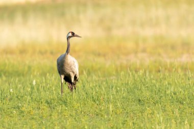 Zuraw szary Grus grus