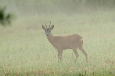Sarna europejska Capreolus capreolus