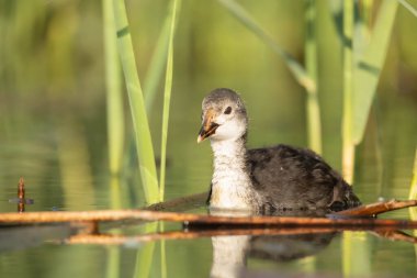 Lyska zwyczajna lyska Fulica atra