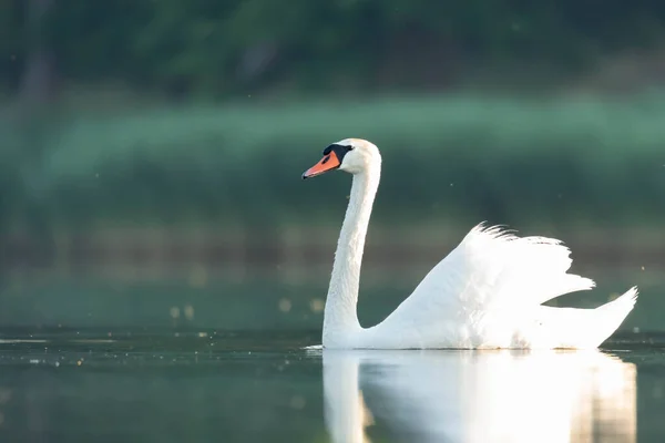 Labedz Niemy Cygnus Olor — Fotografia de Stock