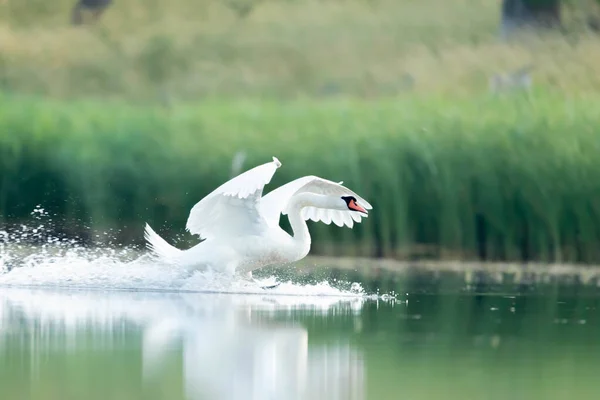 Labedz Niemy Cygnus Olor — 图库照片