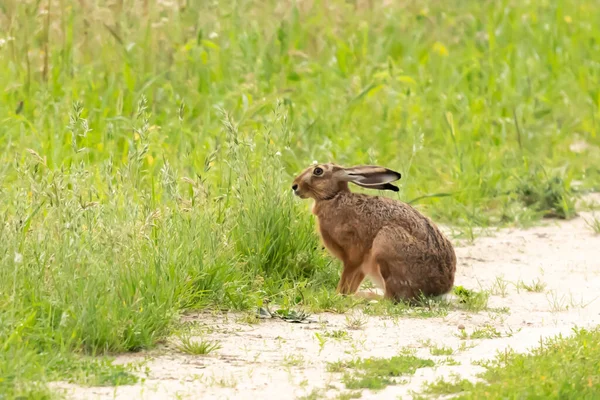 Trawie Zajac Szarak Lepus — Stock fotografie