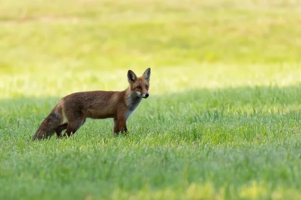 Lis Pospolity Vulpes Vulpes — Fotografia de Stock