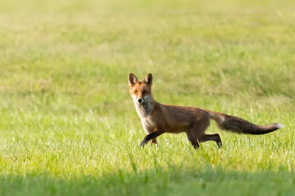 Lis Pospolity Vulpes Vulpes — Fotografia de Stock