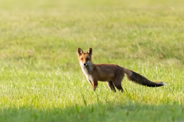 Lis Pospolity Vulpes Vulpes — Fotografia de Stock