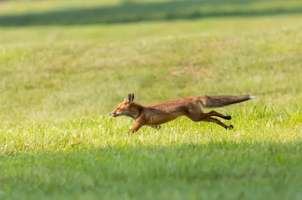 Lis Pospolity Vulpes Vulpes — Fotografia de Stock