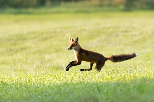 Lis Pospolity Vulpes Vulpes — Fotografia de Stock