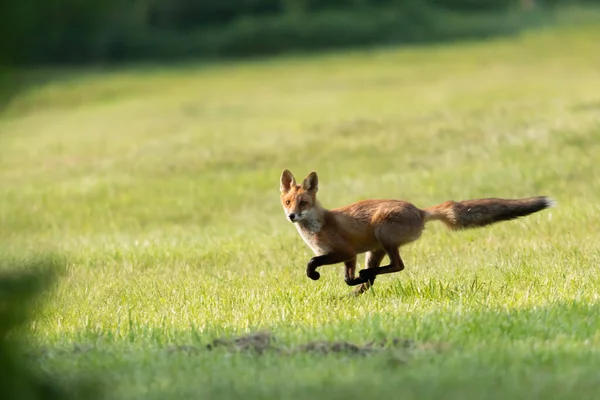 Lys Pospolity Vulpes Vulpes — Photo