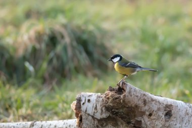 The great tit (Parus major) is a species of small, partially migratory passerine bird in the tit family (Paridae).