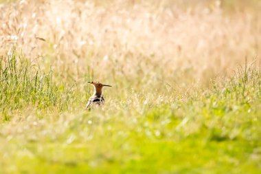 Hoopoe (Upupa epops) orta büyüklükte bir göçmen kuş türü