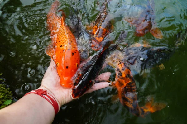 Japanese Koi Fish Jumped Your Hand Warm — Stock Photo, Image