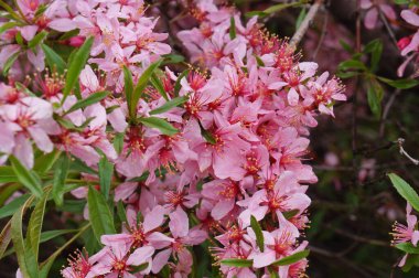 Baharda pembe badem çiçekleri, Amygdalus, Prunus