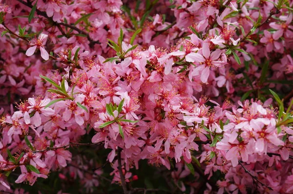 春天里的粉红杏花 阿弥陀罗 普鲁士 — 图库照片