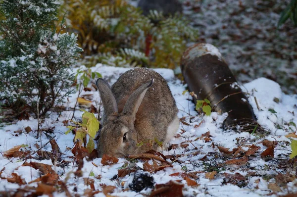 Pet rabbit in the snow in autumn