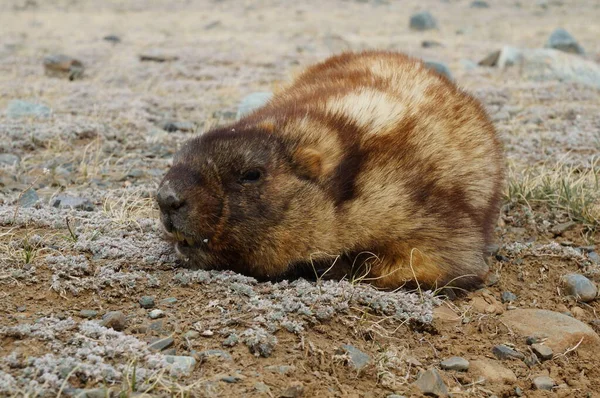 Una Marmota Enferma Altai Cerca Mongolia Vida Silvestre — Foto de Stock