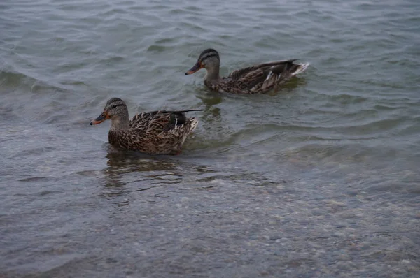 Patos Salvajes Mar Por Noche Salieron Gente Busca Comida —  Fotos de Stock